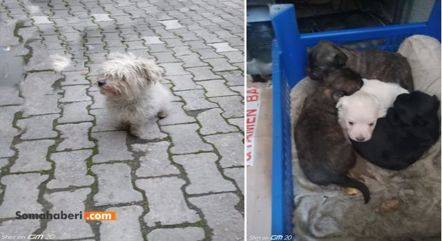 Köpeğini Arıyor