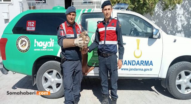 Jandarma Yaralı Şahini Tedavisi Yapılmak Üzere Milli Parklar Müdürlüğüne Teslim Edildi