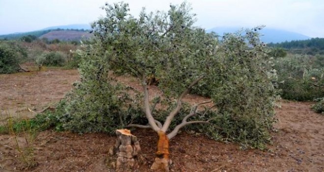 "ZEYTİNLİKLERİ YOK ETMEYE ÇALIŞANLAR MI ZEYTİNİN HAMİSİ?"