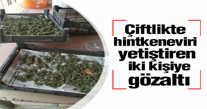 Çiftlikte hintkeneviri yetiştiren iki kişiye gözaltı