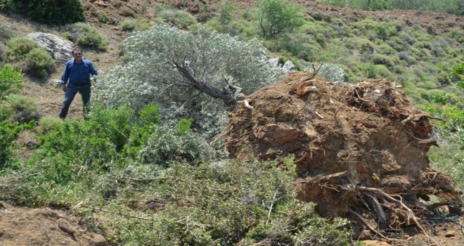 Ormaniye'nin yaptığı gençleştirme çalışmaları köylünün büyük tepkisine neden oluyor.