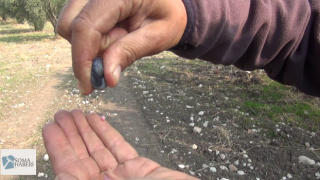 Soma Maden Dağı Eteklerinde Öyle Bir Zeytin Üretiliyor Ki