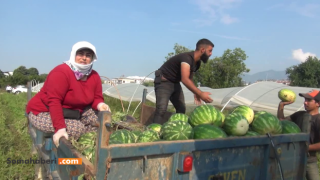 Çiftçi şu anda bitmiş durumda