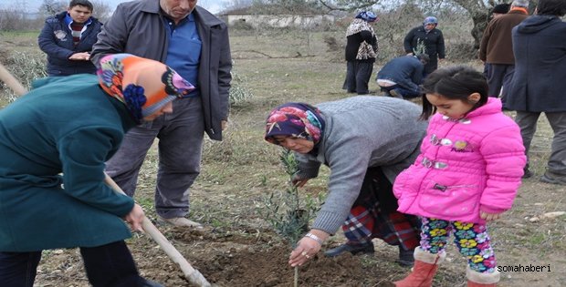 301 Madenci 301 zeytin 