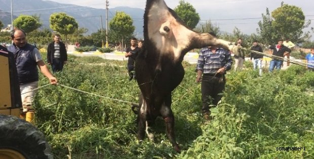 Hayvana Yapılan İşkence Cezasız Kalmadı