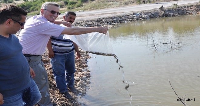 Manisa Gölet ve İç Sulara Sazan Bırakıldı