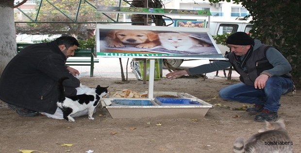 Sokak Hayvanları Kimsesiz Değil