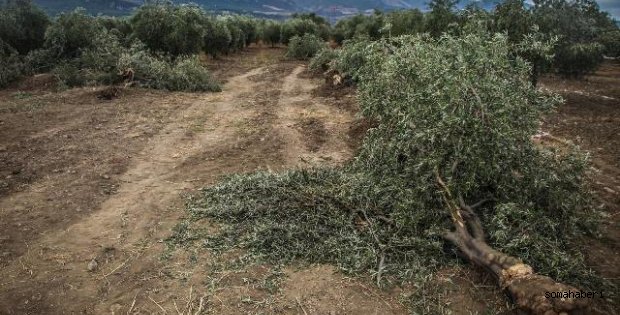 Yırca’da ÇED’in yürütmesi de durduruldu