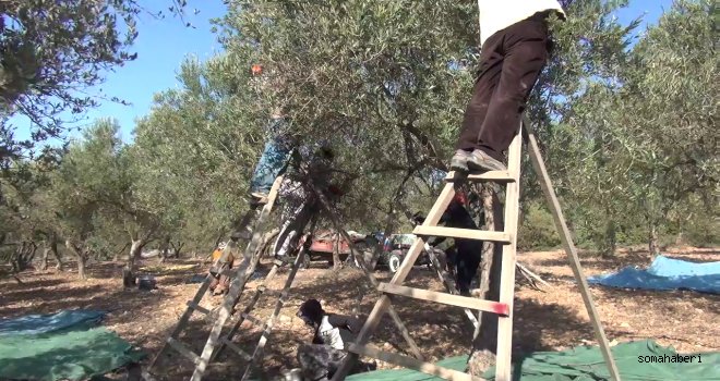 Zeytin Yağ Kullanmak Zorlaşıyor